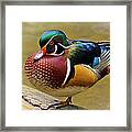 Painted Wood Duck Framed Print