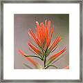 Painterly Paintbrush Framed Print