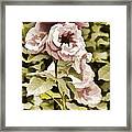 Painting Of A Live Pink Rose Flower In Color 3225.02 Framed Print