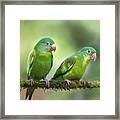 Pair O' Parakeets Framed Print