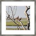 Pair Of Doves Framed Print