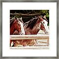 Pair Of Draft Horses Posing Framed Print