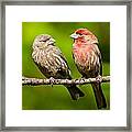 Pair Of House Finches In A Tree Framed Print