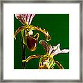 Pair Of Lady Slipper Orchids Framed Print