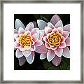 Pair Of Water Lilys Framed Print