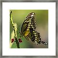 Palamedes Swallowtail Framed Print