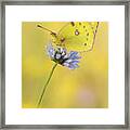 Pale Clouded Yellow Butterfly On Flower Framed Print