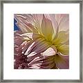 Pale Petals In Pink #5 Framed Print