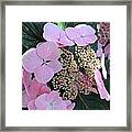 Pale Pink Hydrangea I Framed Print