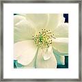 Pale White Beauty Framed Print