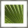 Palm Abstract Framed Print