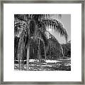 Palm And Moon Framed Print