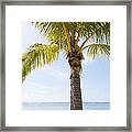 Palm At Beach Framed Print