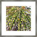 Palm Grapes Framed Print