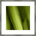 Palm Leaf Framed Print