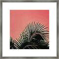 Palm On Pink #1 Framed Print