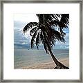 Palm On The Beach Framed Print