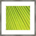 Palm Tree Leaf Abstract Framed Print