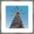 Palm Tree Looking Up Framed Print