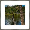 Palm Tree Over River Framed Print
