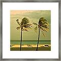 Palm Trees At Hallendale Beach Framed Print