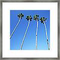Palm Trees Lining Hollywood Boulevard Framed Print