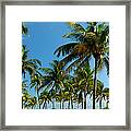 Palm Trees, Ocean Drive, South Beech Framed Print