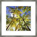 Palm Trees Of Aruba Framed Print
