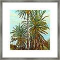 Palm Trees Framed Print