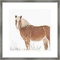 Palomino Horse In The Snow Framed Print