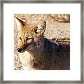 Coyote The Trickster Framed Print