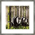 Pandas In A Bamboo Forest Framed Print