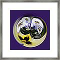 Pansy Ball Framed Print