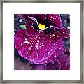 Pansy In The Dew Framed Print