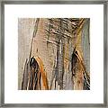 Paper Bark Framed Print