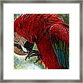 Parrot Preen Hdr Framed Print