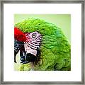 Parrot Framed Print