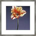 Parrot Tulip (tulipa Sp.) Framed Print