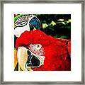 Parrots Can Talk Framed Print