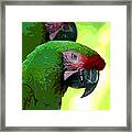 Parrots Posing Framed Print