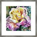 Partitioned Rose Framed Print