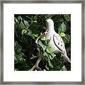 Partridge In The Ivy Framed Print