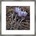 Pasque Flower Framed Print Pasque Flower Framed Print