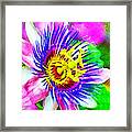 Passiflora Edulis Otherwise Known As Passion Flower Framed Print