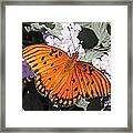 Passion Butterfly Framed Print