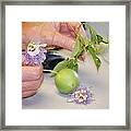 Passion Flower Framed Print