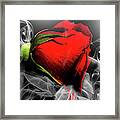Passionate Red Hot Smoky Rose Framed Print