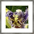 Passionflower Opening 2 Framed Print