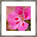 Pastel Beauty Framed Print