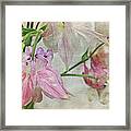 Pastel Columbines Framed Print